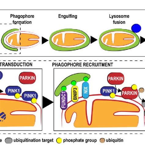 (PDF) Mitophagy in Cardiovascular Diseases