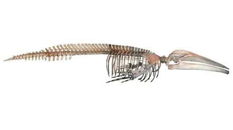 Antarctic Blue Whale Skeleton | Western Australian Museum