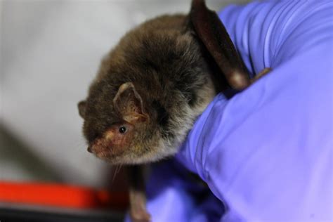 Southeastern Myotis | Animals Happen Wildlife Control