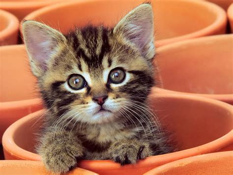 Baby Kitten Wallpaper - WallpaperSafari