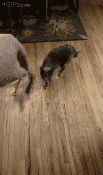 Hungry Dog GIF - Find & Share on GIPHY