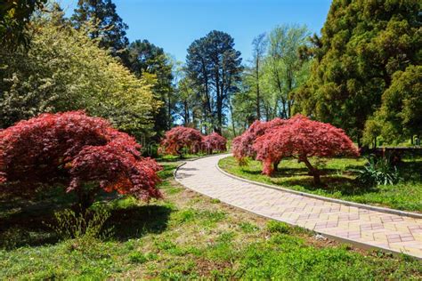 The Batumi Botanical Garden Near Batumi, Georgia. Stock Photo - Image of city, caucasus: 105384168