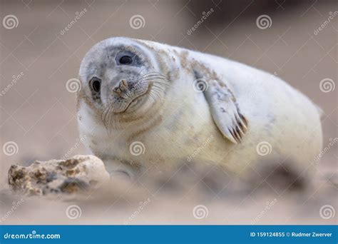 Cute baby harbor seal stock image. Image of friendly - 159124855