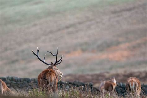 Wildlife Living in the Peak District | Peak District Online