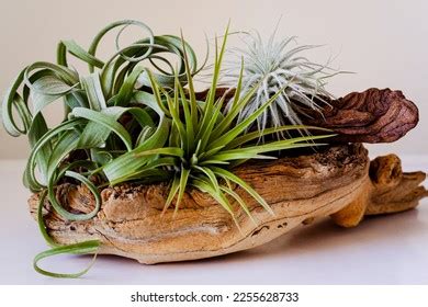 Air Plants Displayed On Driftwood Stock Photo 2255628733 | Shutterstock