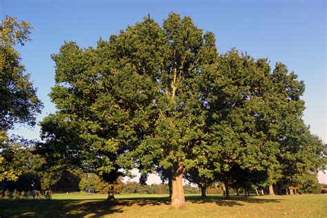 Free photo: Oak Tree - Leaves, Oak, Park - Free Download - Jooinn