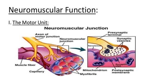 4.1 neuromuscular function carter