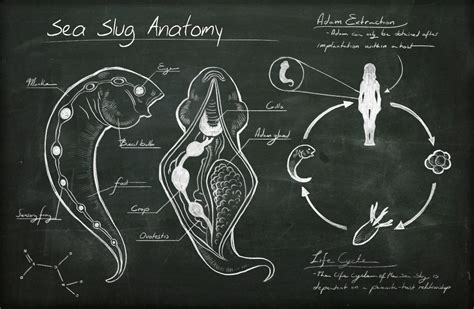 Image - Sea Slug Anatomy.jpg | BioShock Wiki | FANDOM powered by Wikia