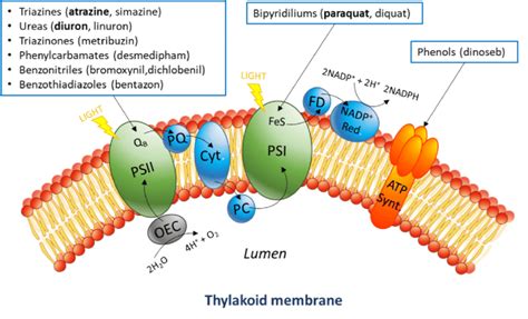 Thylakoid Membrane Photosynthesis