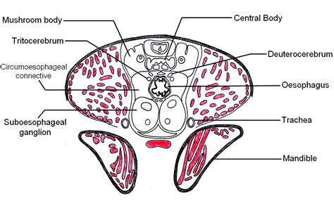 Insect Brain Anatomy