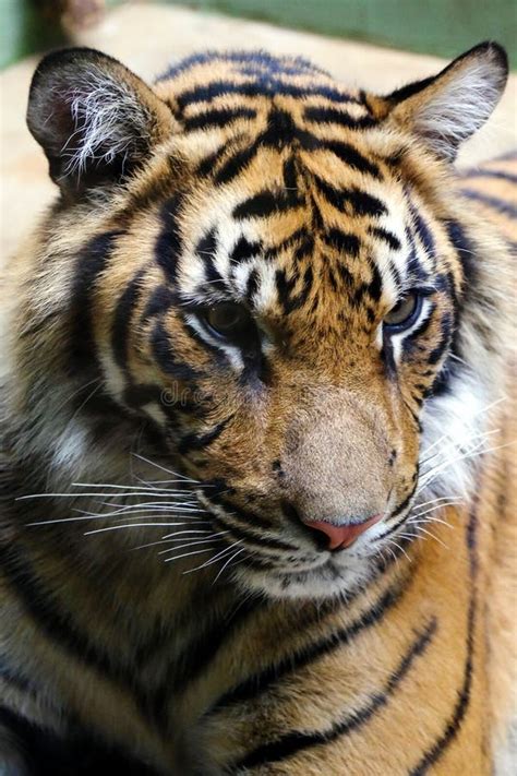 Tiger, Friendly Animals at the Prague Zoo. Stock Image - Image of animal, cats: 44961977