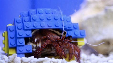 Picky hermit crab lives in a multicolored LEGO shell