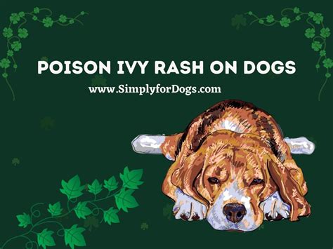 How to Treat Poison Ivy Rash on Dogs - (Removal Suggestion) Simply For Dogs