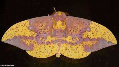 Imperial Moth (Eacles imperialis)