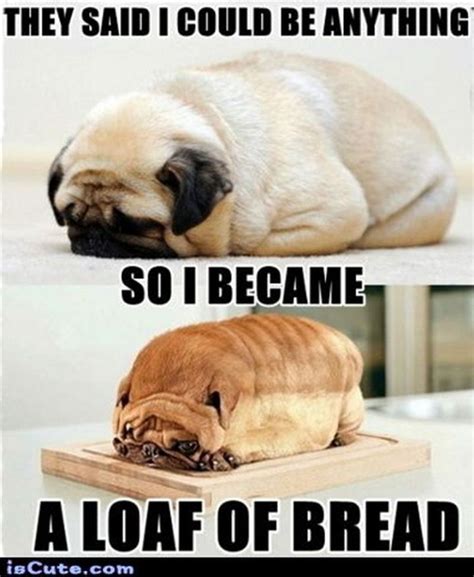 101 Lovable Pug Memes That Are Too Puggin' Cute