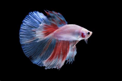 Halfmoon Betta Fish: Types & Care - AC Aquarium Life