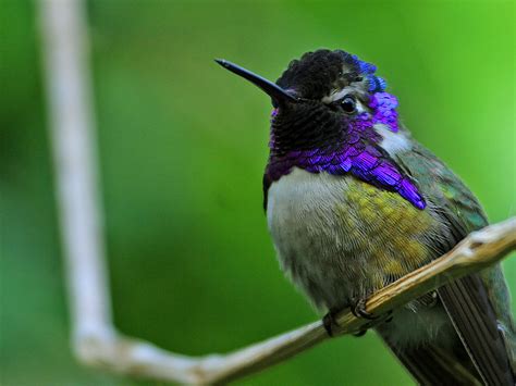 File:Hummingbird.jpg - Wikipedia