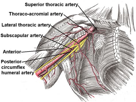 Posterior humeral circumflex artery | Wiki | Everipedia