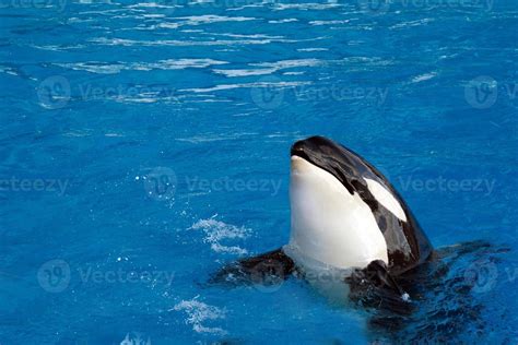 orca killer whale while swimming 12220652 Stock Photo at Vecteezy