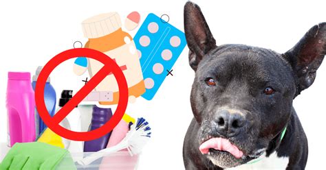 Accidental Poisoning: Do You Know How To Help Keep Your Dog Safe?