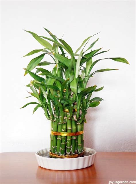 A Houseplant That Grows In Water: Lucky Bamboo Care Tips