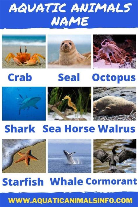 60+ Aquatic Animals Name: List With Pictures | Animals' Space