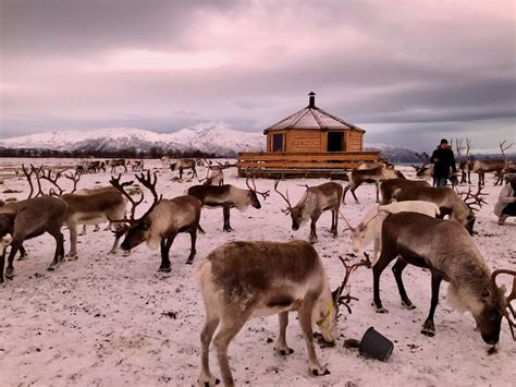 Reindeer Feeding & Experiencing Sami Culture - Girl about the Globe