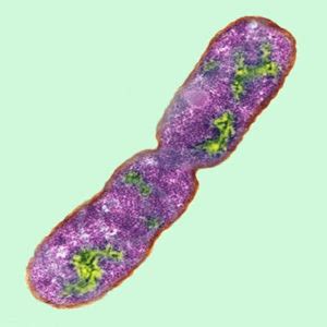 Prokaryotic Cell Division – Mt Hood Community College Biology 102