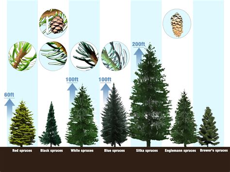 Different Types Of Pine Trees