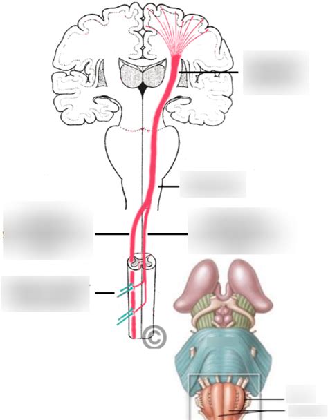 Corticospinal Tract Pathway