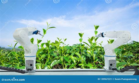 Agricultural Robot Harvesting Green Tea Leaf in Agriculture Industry, Technology Smart Farm 4.0 ...