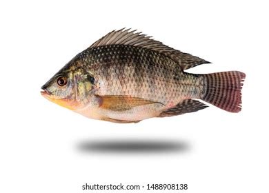 Oreochromis Niloticus Isolated Background Clipping Path Stock Photo ...