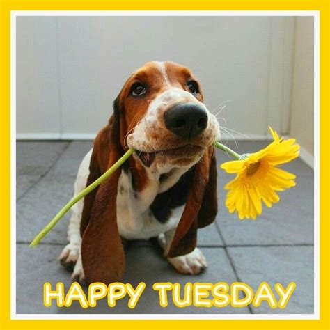 Happy Tuesday Meme Dog