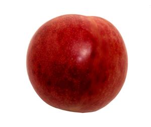 Plumcot Tree | Hybrid Fruit Trees | Willis Orchards