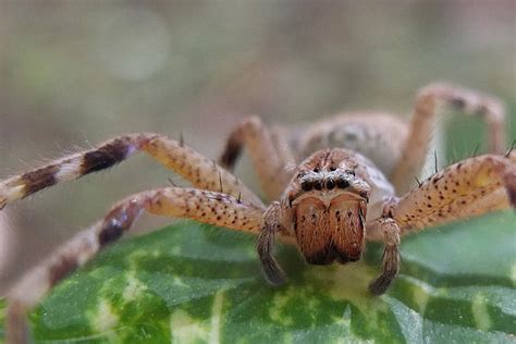 Royalty Free Huntsman Spider Pictures, Images and Stock Photos - iStock