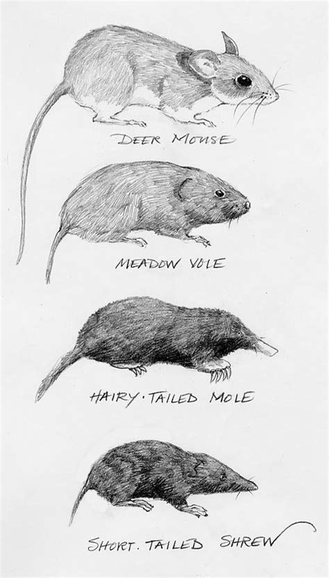 Shrew or Mole? Mouse or Vole? | The Outside Story