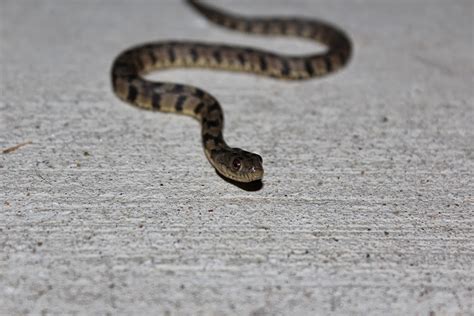 JaredDavidsonPhotography: Juvenile Diamondback Water Snake photographs