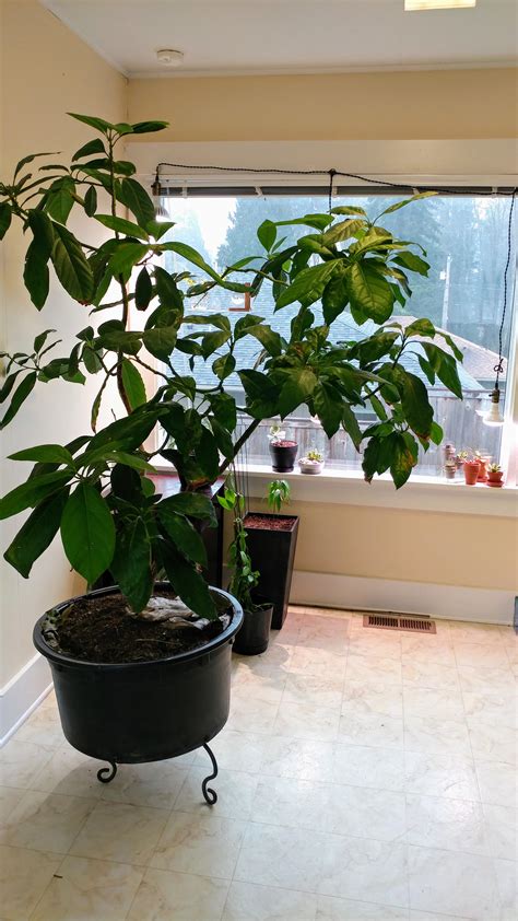 Indoor potted avocado tree, 15+ years old grown from seed. He's almost ...