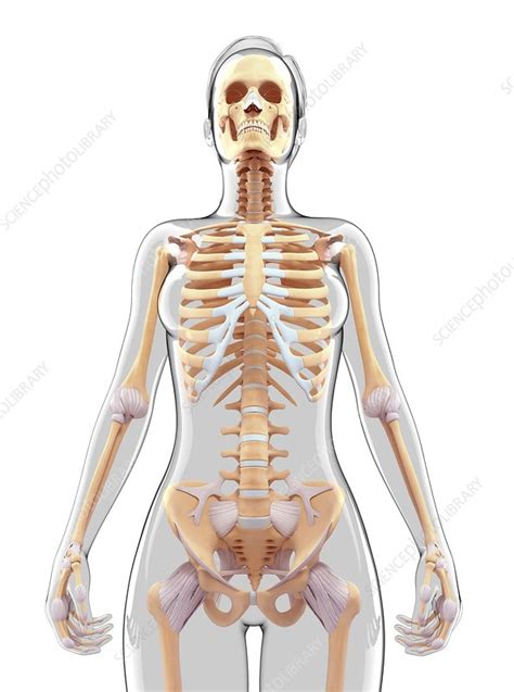 Female skeletal system, artwork - Stock Image - F010/3855 - Science ...