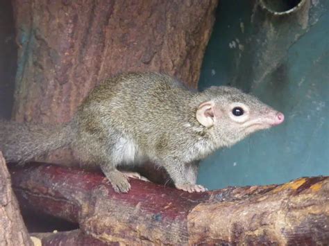 Northern Treeshrew - Facts, Diet, Habitat & Pictures on Animalia.bio