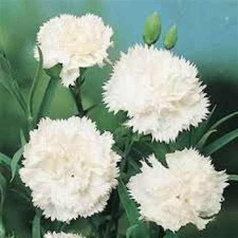 WHITE CARNATION FLOWER seeds 5 fresh seeds by TheLittleSeedShack