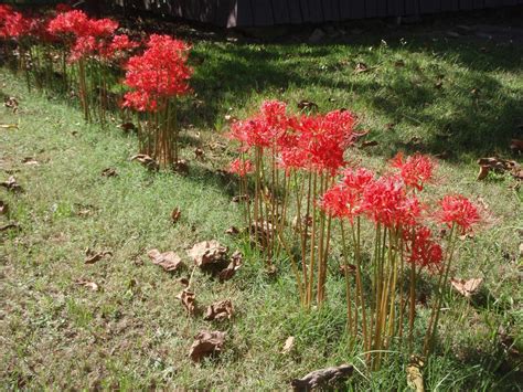 Lycoris radiata (Equinox Flower, Hurricane Lily, Naked Lily, Red Magic ...