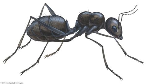 Ant | Description, Taxonomy, Habitat, Species, Life Cycle, & Facts | Britannica