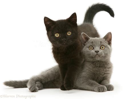 British Shorthair blue and black kittens photo WP27796