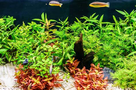 12 Best Aquarium Plants - 2024 Guide and Reviews | Fishkeeping World