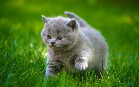 Cats Grey Kittens Fluffy Fat Grass Animals cat kitten baby cute ...