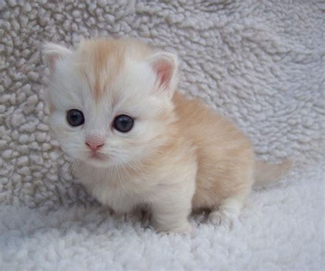 Munchkin Cats For Sale | Dallas, TX #272460 | Petzlover