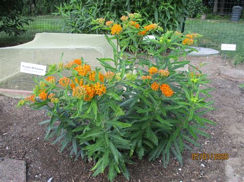 Butterfly Weed Seeds, Asclepias Tuberosa - Milkweed 4 Monarchs