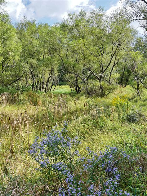 Constructed Stormwater Wetland | Benefits Property Ower & Wildlife