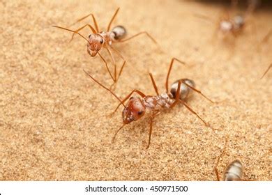 Saharan Silver Ant On Sahara Desert Stock Photo 450971500 | Shutterstock